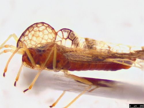 azalea lace bug