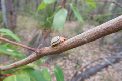 Paropsisterna basalis