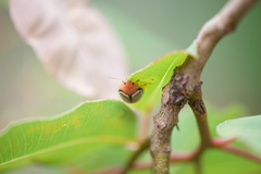 Paropsisterna basalis