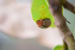 Paropsisterna basalis