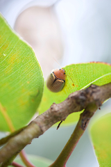 Paropsisterna basalis