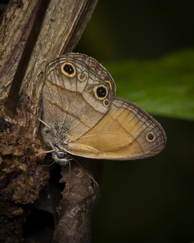 Pharneuptychia pharnabazos