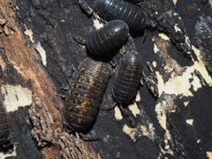 Armadillidium opacum