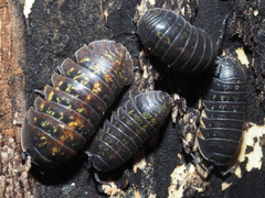 Armadillidium opacum