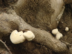 Fungi