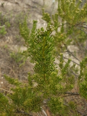 Baccharis linearis
