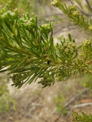 Baccharis linearis