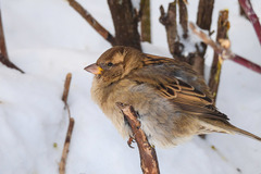 Passer domesticus