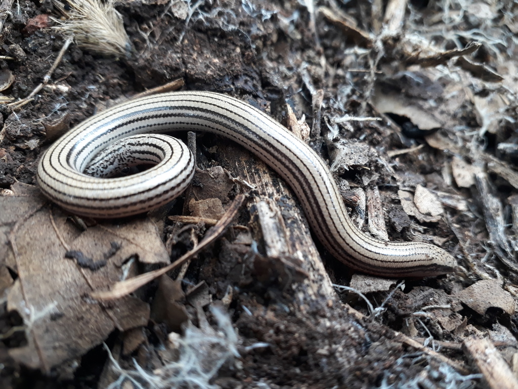 Latast's Snake Skink