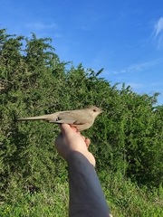 Hypocolius ampelinus