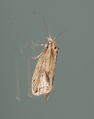 Aethes matthewcruzi