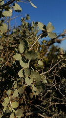 Quercus john-tuckeri