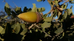 Quercus john-tuckeri