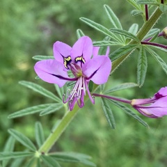 Cleome hirta