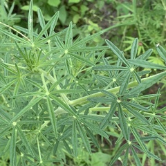 Cleome hirta