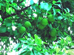 Maclura pomifera