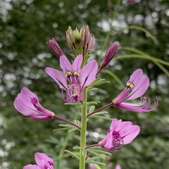 Cleome hirta