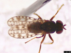 Nostima duoseta