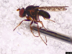 Nostima duoseta