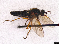 Anabarhynchus plumbeoides