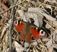 Aglais io io