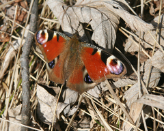 Aglais io io