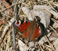 Aglais io io