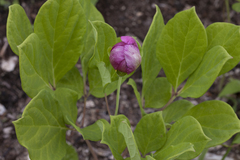 Paeonia obovata