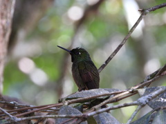 Heliodoxa rubricauda