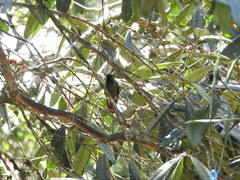 Heliodoxa rubricauda