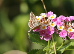 Muschampia proteides