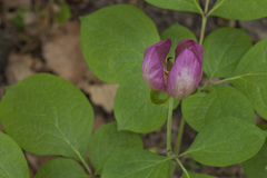 Paeonia obovata