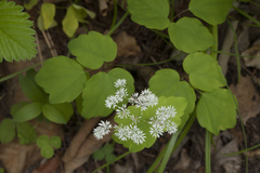 Thalictrum filamentosum