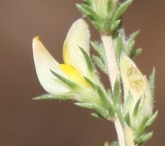 Aspalathus campestris