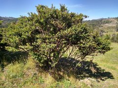 Vaccinium meridionale