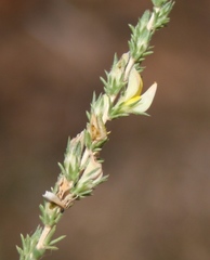 Aspalathus campestris