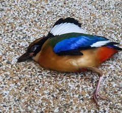 Pitta moluccensis