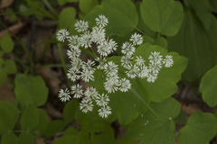 Thalictrum filamentosum