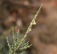 Aspalathus campestris