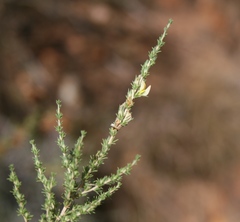 Aspalathus campestris
