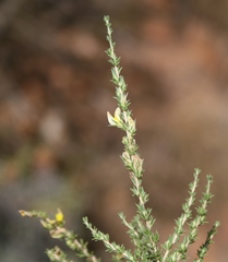Aspalathus campestris