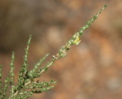 Aspalathus campestris