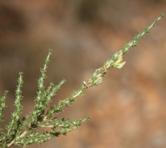 Aspalathus campestris