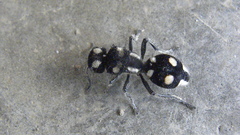 Hoplomutilla opima