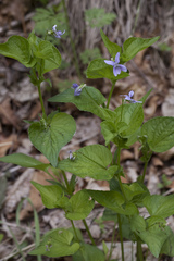 Viola acuminata