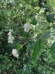 Ruizopavonia