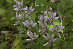 Dictamnus dasycarpus