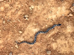 Stenorrhina degenhardtii