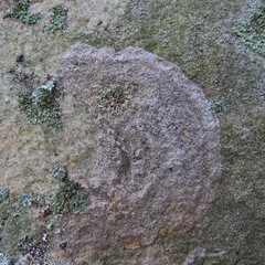 Circinaria caesiocinerea