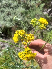 Senecio lanceus